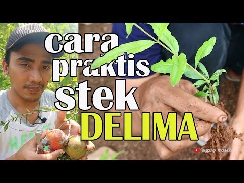 Video: Perbanyakan Pohon Delima - Tips Menanam Pohon Delima Dari Stek