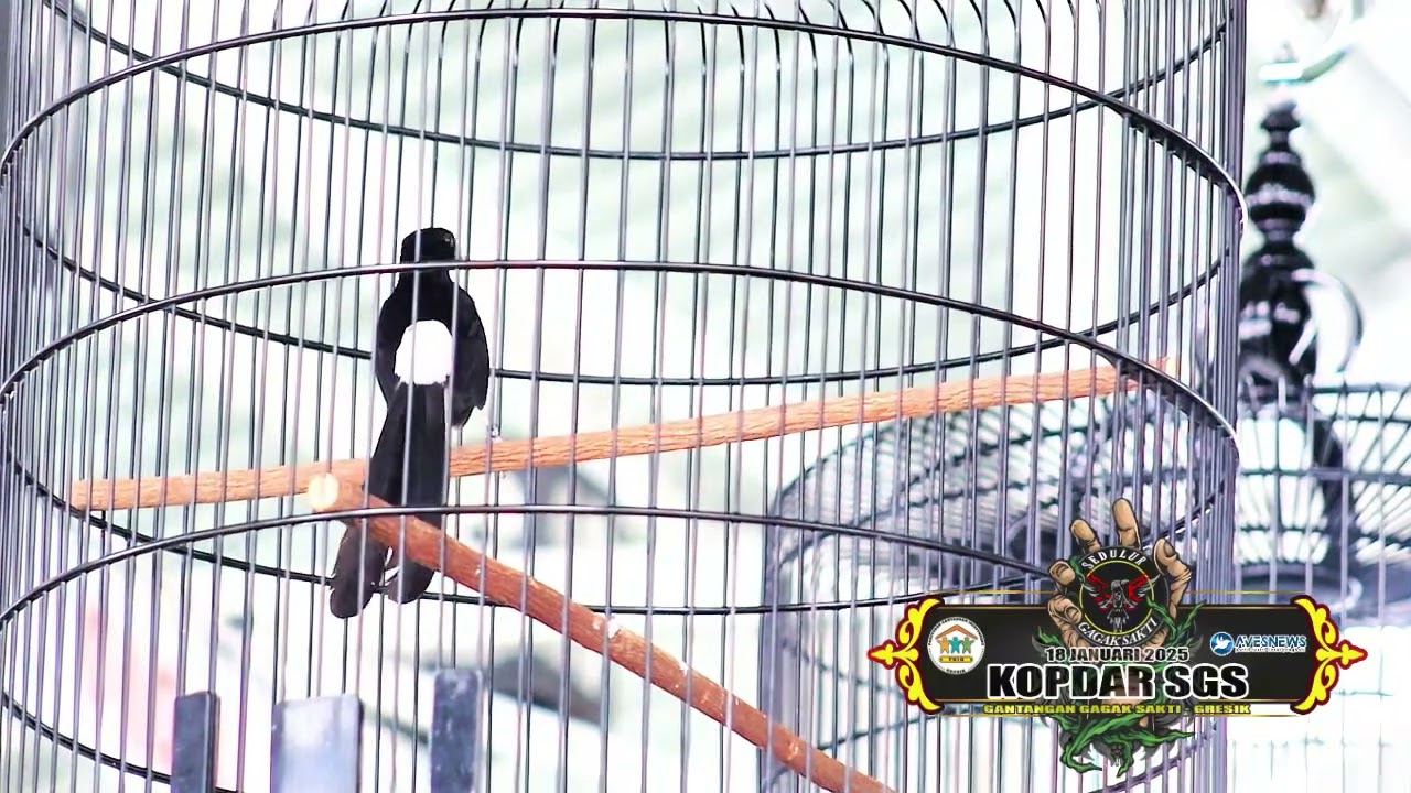 Kopdar SGS || Loko Joyo on fire || Pramuka SF