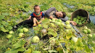 Single mother: harvesting melons to sell at the market - fertilizing the eggplant garden - farm life