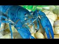 5 Things You Didn’t Know About Lobsters