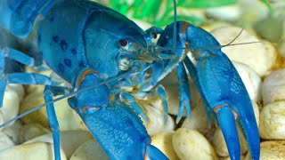 5 Things You Didn’t Know About Lobsters