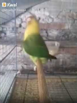 lovebird  lucu