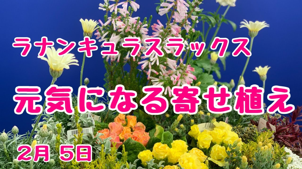 ラナンキュラスラックスを使って元気の出る寄せ植え プランツギャザリング Youtube