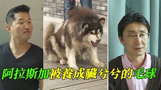 阿拉斯加8年從未洗澡，訓犬師化身心理醫生，成功治療倔強主人，還狗狗一個公道 by 寵物檔案室 249,689 views 7 months ago 14 minutes, 36 seconds