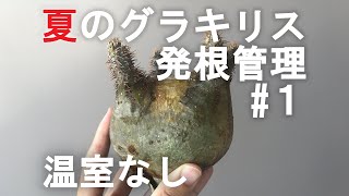 夏のグラキリス発根管理① 植付け/Pachypodium Gracilius/象牙宮