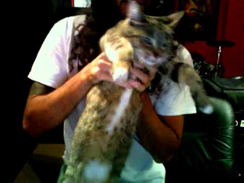 RON PAUL THE CAT( Now Pyretta Blaze) DANCES TO MUSE