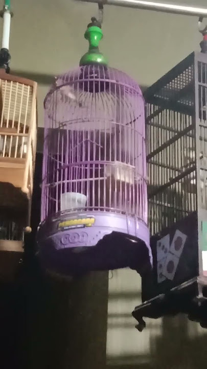 Salome si Cici Merah belajar buka suara