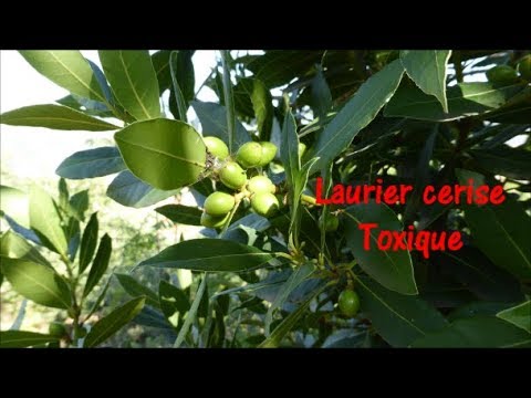 Vidéo: Le laurier cerise est-il toxique ?
