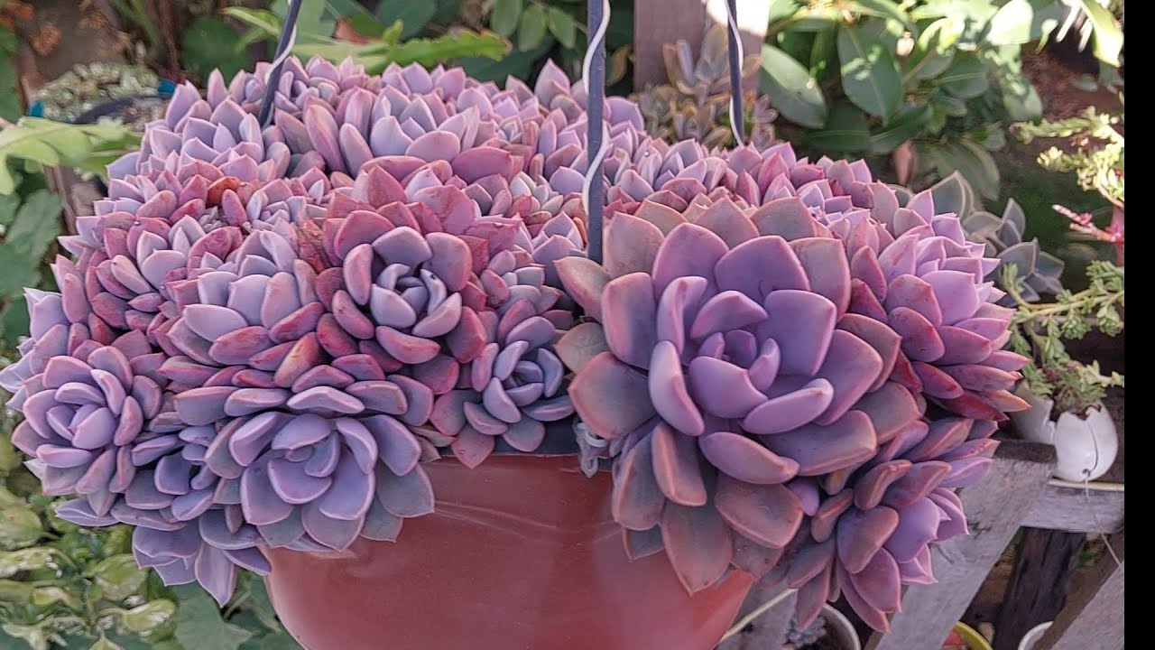 44 SUCULENTAS que formam colônias + 3 SUCULENTAS novas que comprei