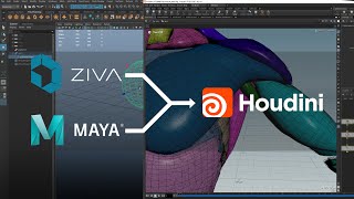 Houdini Muscle Simulation for Maya & Ziva Users | by Carlos Puigdollers (VFX/Creature Supervisor)