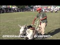 Carrera de los Burritos 🐎🐴 Donkey Jumento Fiesta del Ternero Sauceño 2020 RuralTv AgroTv Canal Rural