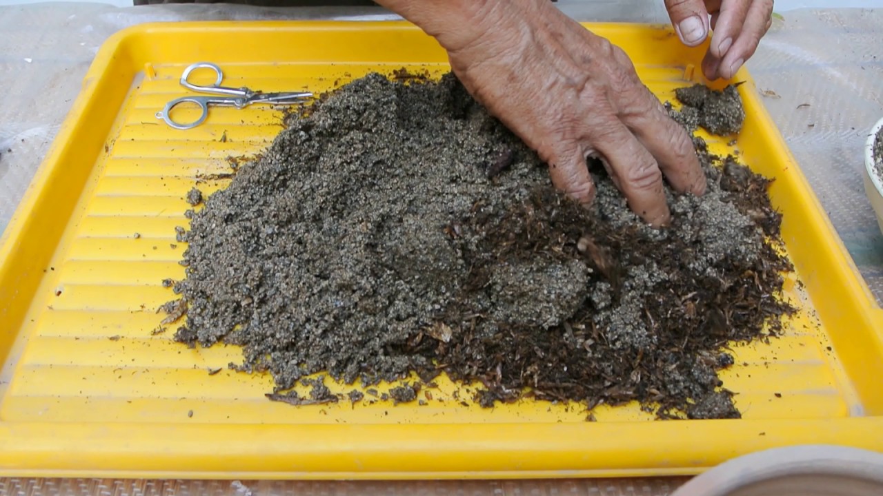 Cómo cultivar el galán de noche - Agromática