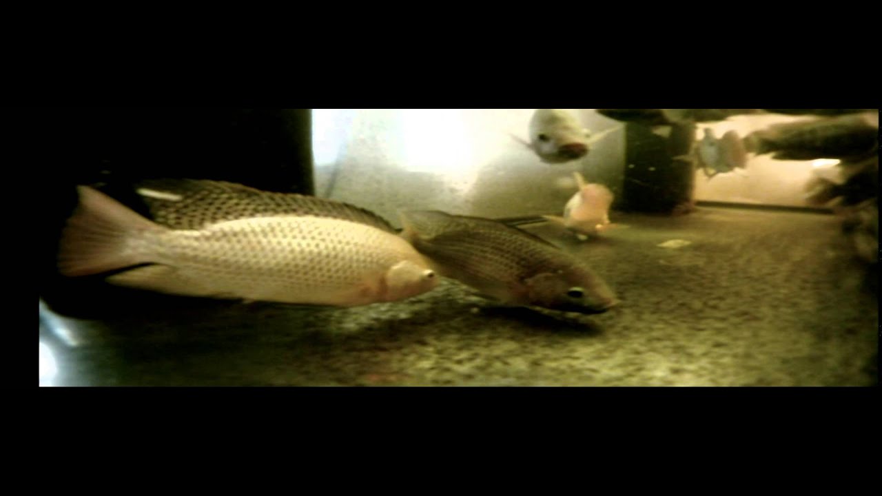Tilapia Breeding Aquaponics YouTube