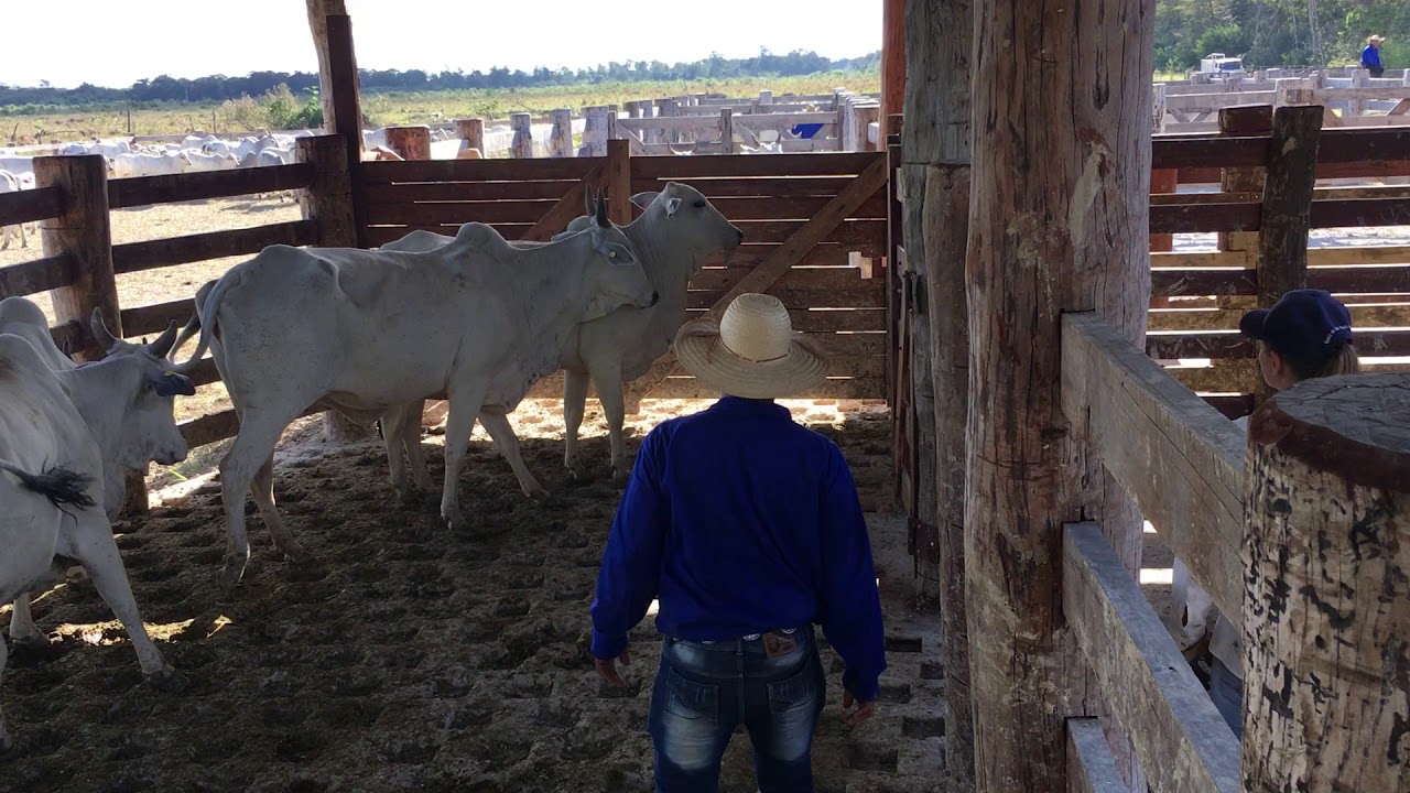 Manejo Nadas nas Mãos na Bud Bux - Fazenda Sunsas