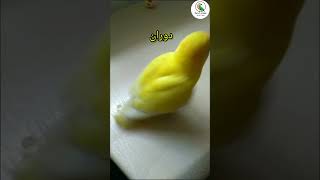 تدريب طائر الفيشر #bird #lovebird #respect #parrot #lovesign #lovesymbol #البادجي #animal