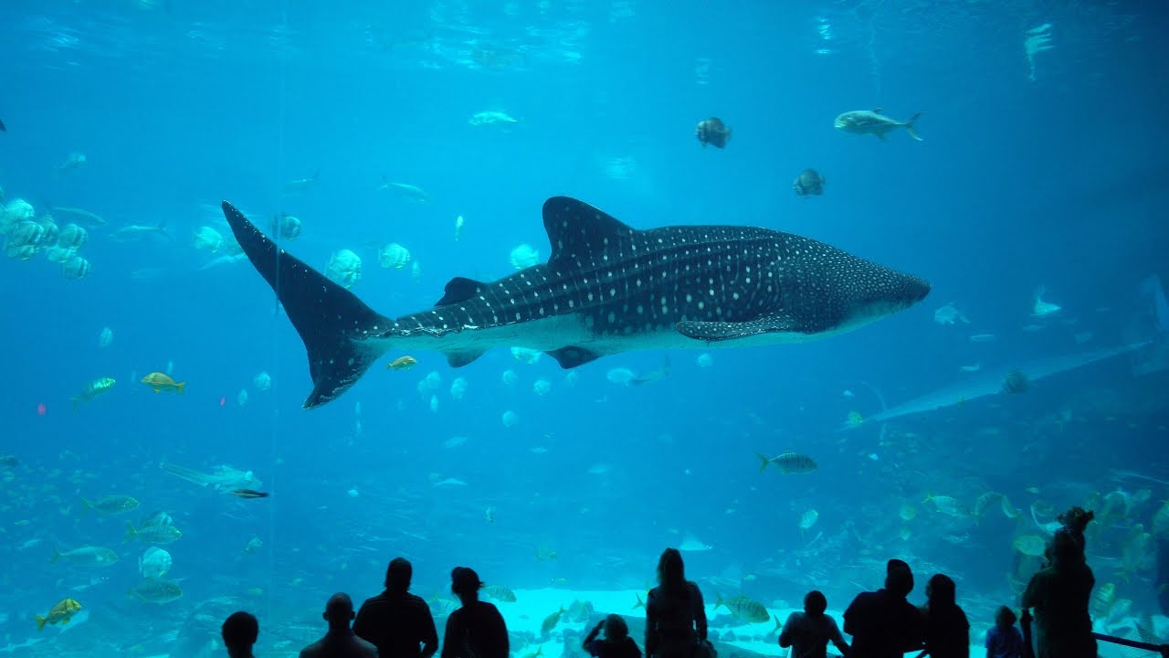 Kæreste næve Aubergine America's Largest Aquarium (Georgia Aquarium Tour) - YouTube