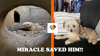 #dog #rescue #miracle When life give you another chance, Miracle saved a dog life coincidentally!! by My Pets 453 views 2 years ago 2 minutes, 27 seconds