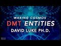 What are DMT Entities? | David Luke Ph.D. on Waking Cosmos