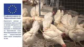 Животновъден дневник: Модерна птицеферма за производство на бели яйца