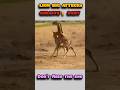 Lion vs Animals Fight –Who Will Survive😱 #shorts #trending #viral #JungleLife #wildanimals #wildlife