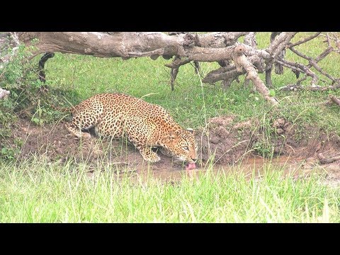 Vídeo: Descripció i fotos del parc nacional de Yala - Sri Lanka: Yala