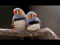 Домашние певчие птицы породы