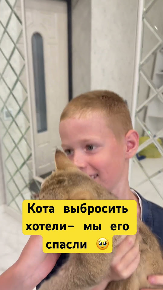 Спасли кота #кот#скотиш#шиншила - YouTube