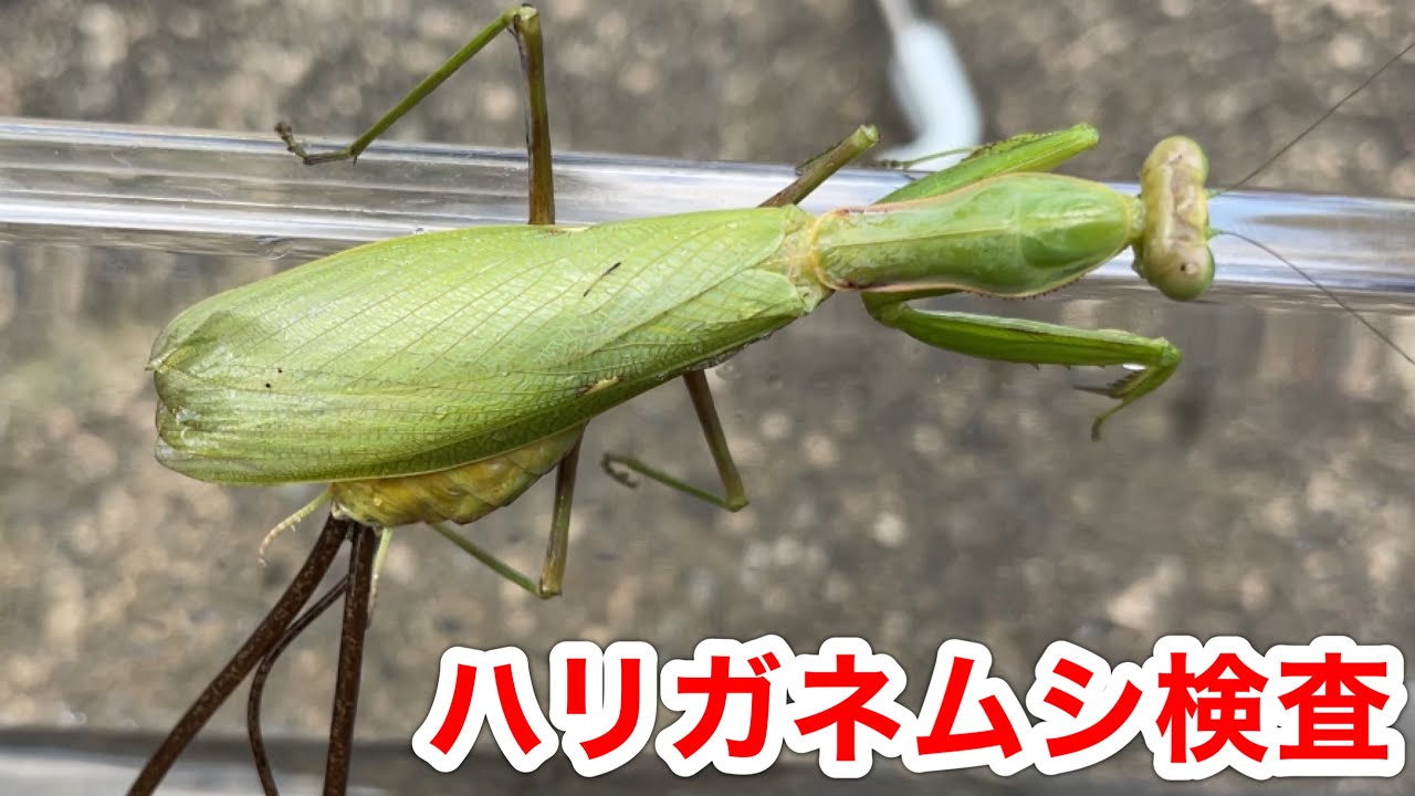 おーちゃんねるさんとカマキリ捕まえてハリガネムシ検査をしてみた