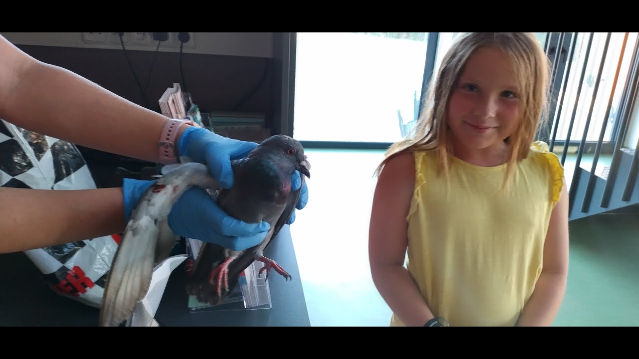 Tweet Tweet — Saved Bird 🚗💥🕊️