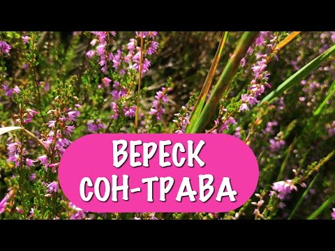 ВЕРЕСК - лекарство от многих недугов. Лечебные свойства и заготовка вереска