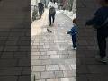 Pigeon in Japan||animals and cultures with Heer||