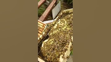 Checking Foundationless Frames + Queen Bee Sighting