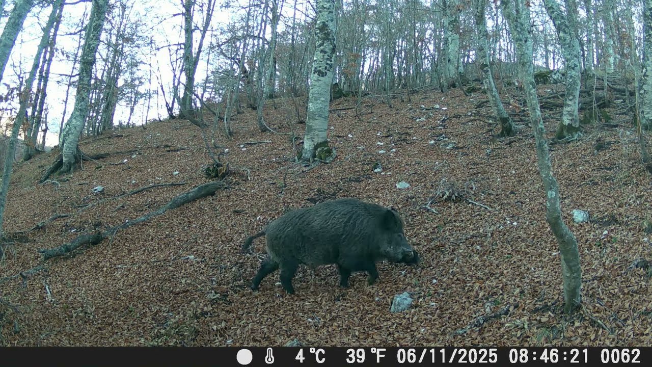 CINGHIALE MASCHIO ENORME - verro di oltre 150kg