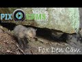 PixCams.com Fox Den Cam Live Stream