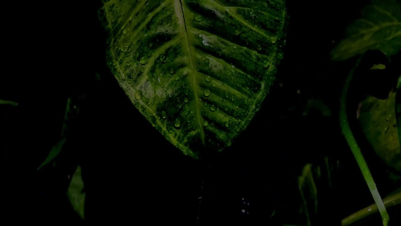 Deep Sleep with Heavy Rain ||Calm Your Mind Close Your Eyes || Listen to the Rain || 