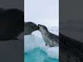 Penguin Squad Saves Baby Seal - Amazing Animal Rescue! 🐧❤️🦭
