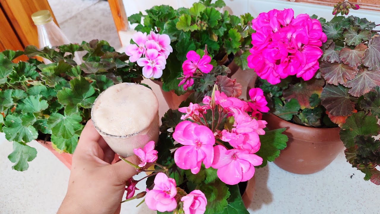 Kış Geliyor Evdeki Çiçeklere Bunu Mutlaka Yapın #çiçekbakımı  #çiçeklerim  #sardunya