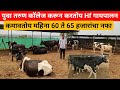 युवा तरुण कॉलेज करून करतोय Hf गायपालन महिना नफा 60 ते 65 हजारांचा | Hf cow dairy farm in maharashtra