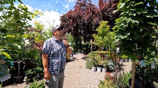 Shopping For Trees At the Garden Center! 🌳🌲🌳 // Garden Answer