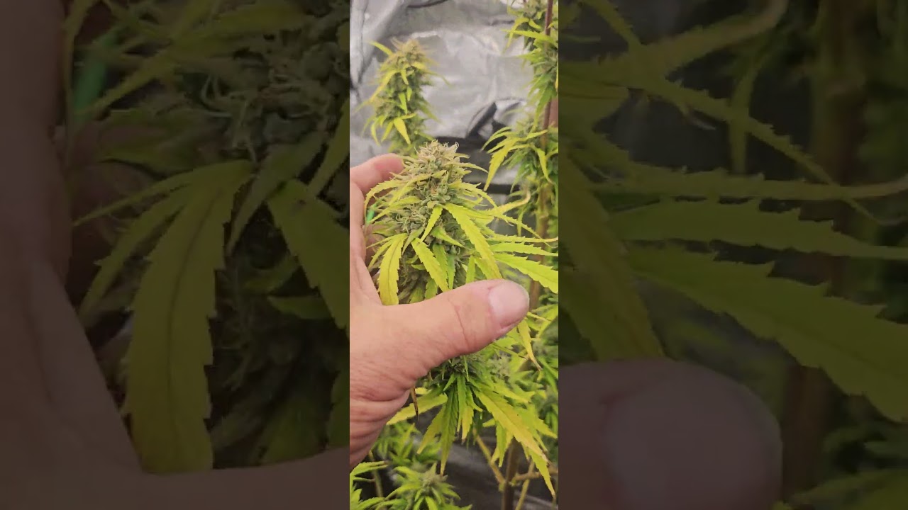 Pineapple  express auto flower outdoor to indoor 🍍 