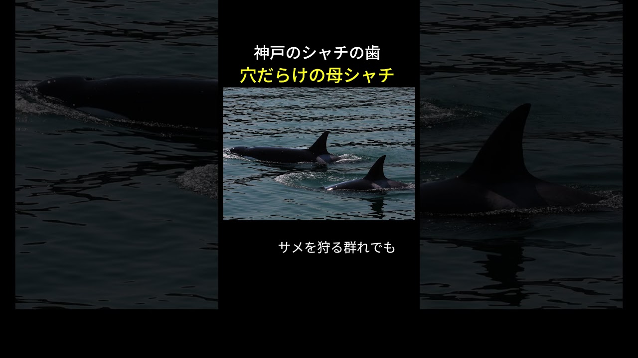 シャチの歯が削れる本当の理由 #シャチ #野生との違い - YouTube