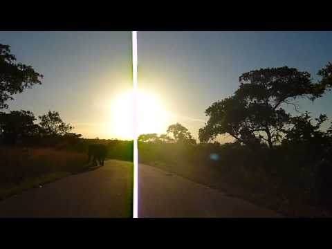 Elephant Crossing Road in Kruger