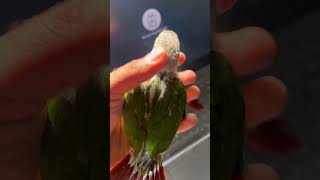 Green yellow sided conure support feeding chciks #birdboarding #birds #lovebird #birdspotting