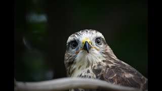 Blonde buizerd op de uitkijk | Natuurfotos