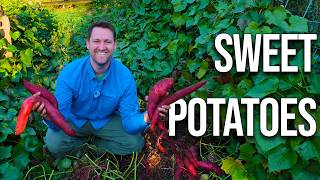 We Grew Sweet Potatoes in Straw Again...harvest, FAQs and a fall garden update inside