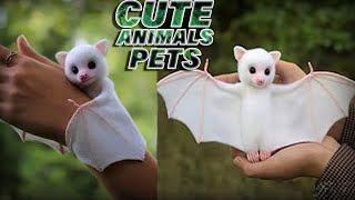 5 Most Cute Animals You Can Own Pets in Urdu/Hindhi/انتہائی خوبصورت جانور