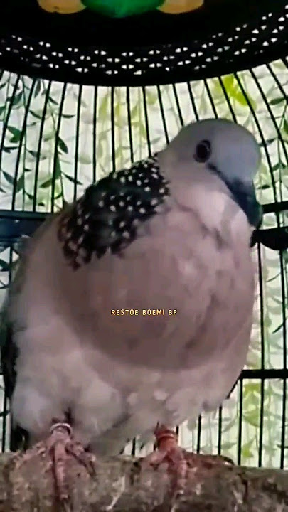 Derkuku Kelantan Betina Gacor Suara Besar & Mewah ‼️