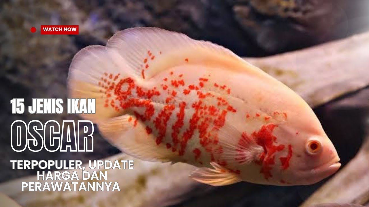 15 самых популярных видов рыб «Оскар» с обновлениями цен и советами по уходу.