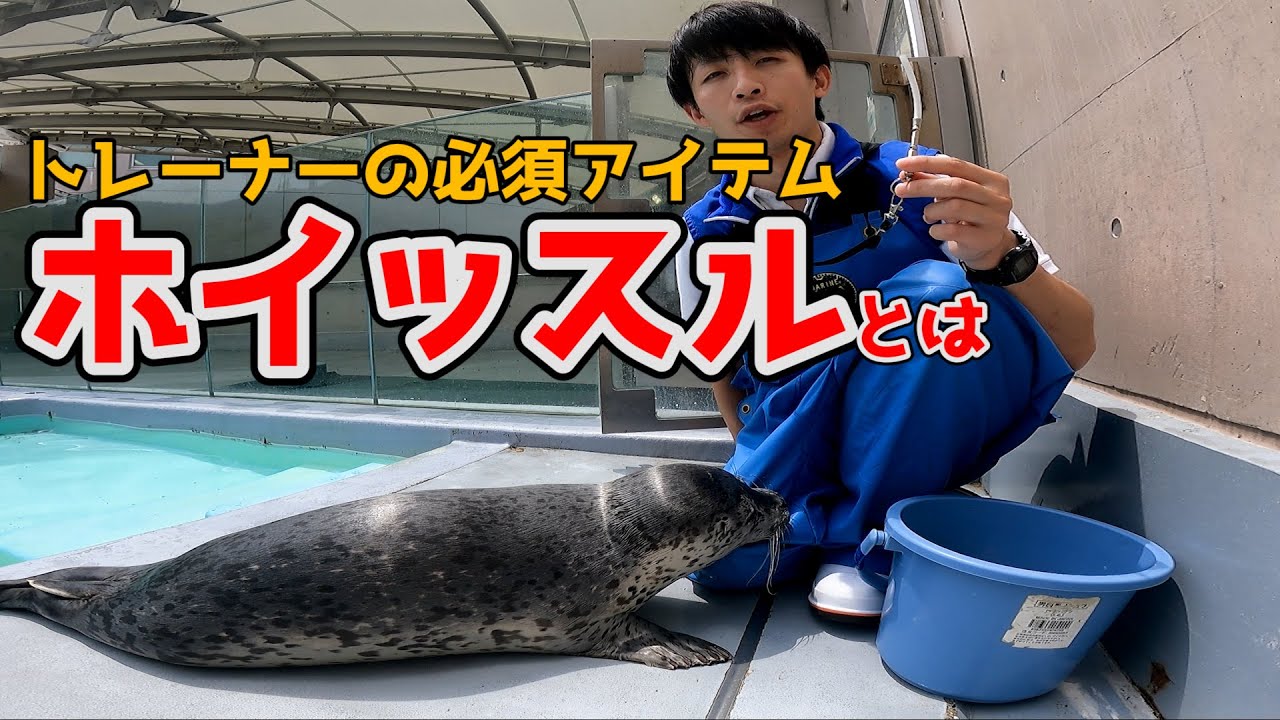 【トレーニング解説2】飼育員が愛用する「ホイッスル」とは？　「二次性強化子と即時強化」について