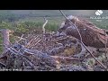 Louis the Loch Arkaig Osprey delivers the season's earliest fish, a fresh flapping trout 15 Jun 2026